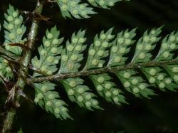 Polystichum sylvaticum. Abaxial surface of fertile frond showing immature, round, exindusiate sori.
 Image: L.R. Perrie © Leon Perrie CC-BY-NC 3.0 NZ